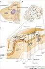 Figure 1 : The primate cortico-<b>cerebellar</b> system: anatomy and