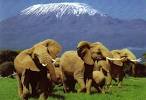 Kenya Safaris| Safari information, tourist advice and wildlife info