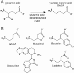 GABA