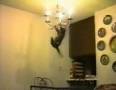 Crazy Cats. Free download of our funny cat video clip