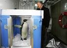 Happy Feet the Penguin finally goes home after being nursed back ...