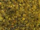 Cyanobacteria - Nostoc - via Daymix