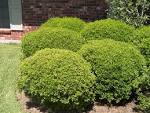 <b>Ilex vomitoria</b> var. nana