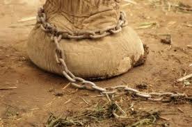 elephant chain