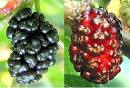 http://careme.us/sitebuildercontent/sitebuilderpictures/glossary_m/fruit-mulberry.GIF