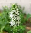 Apple mint - Wikipedia, the free encyclopedia