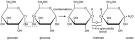 glycosidic bond: Definition from Answers.