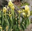 <b>Iris</b> (<b>plant</b>) - Wikipedia