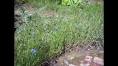 Page 1 of comments on Ruiskaunokki puutarhapalvelu Tampere 22.7 ...