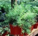 <b>Asparagus Fern</b>