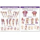 TRIGGER POINT CHART SET: TORSO &amp; EXTREMITIES 2ND ED LAMINATED [AN ...