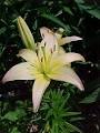 Citywide Bloom Gallery : Parks in Bloom : New York City Department ...