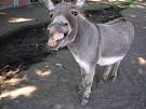 World's most famous parasailing donkey dies of heart failure ...