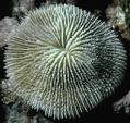 Introduction to Cnidaria