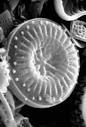 Diatom Home Page