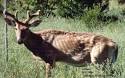 <b>Chronic Wasting Disease</b>