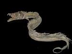 sea serpent