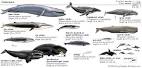 Something on the beach? – Its a Whale!! « Pakistan Weather Portal (