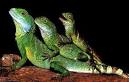 Baby Chinese Water Dragons