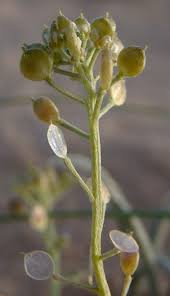 Image result for "Lobularia arabica"