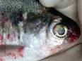 Great Lakes fish
 hatcheries co ...
