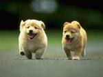http://www.wallpaper-valley.com/animal/animal_13.jpg