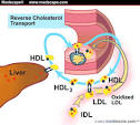 How Statins Work: The Development of Cardiovascular Disease and Its...