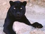 Black PANTHERS - Black PANTHERS Photo (31170188) - Fanpop
