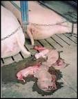Reproducción | Aprendiendo sobre <b>porcino</b>....