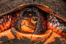 Image result for Testudo anonyma