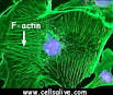 Cell Organelles: Cytoskeleton