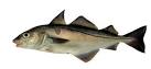 Haddock (Melanogrammus aeglefinus)