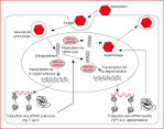 Carte génomique du <b>virus BK</b>.