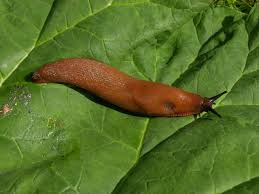 Spanish slug (Arion lusitanicus) Biopix photo/image 27232 - arion-lusitanicus-00019