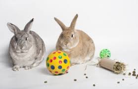 rabbit facts