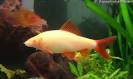Albino Red-Fin Shark - Epalzeorhynchos frenatum (Labeo frenatus)