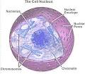 Cell Nucleus