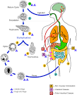 <b>Amebiasis</b> Life Cycle