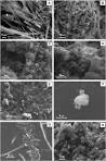 ScienceDirectcom   International Journal of Coal Geology