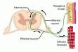 <b>reflex</b> arc the neural arc