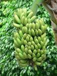 Public domain image - free picture of green bananas tree