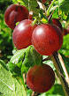 Gooseberry - Wikipedia, the free encyclopedia