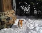 Ole the Corgi Survives Avalanche | Geekosystem