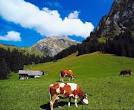 Cows Grazing In The Swiss Alps