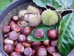 Is 'chestnut' a 'nut'? | Allergy Foodie – thrive with top 8 food ...
