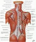 Treatment for Pulled Muscle in Back: Home Remedies for Back Pain ...