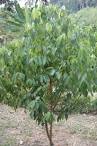 <b>Cinnamomum zeylanicum</b>