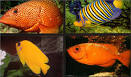 Carotenoids in the News | International Carotenoid Society