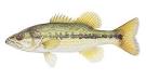 AGFC | Get Started Fishing | Bass
