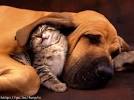 Animal Behavior Network | AnimalBehavior.